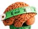 Сколько весит мозг человека Вес мозга человека в настоящее время